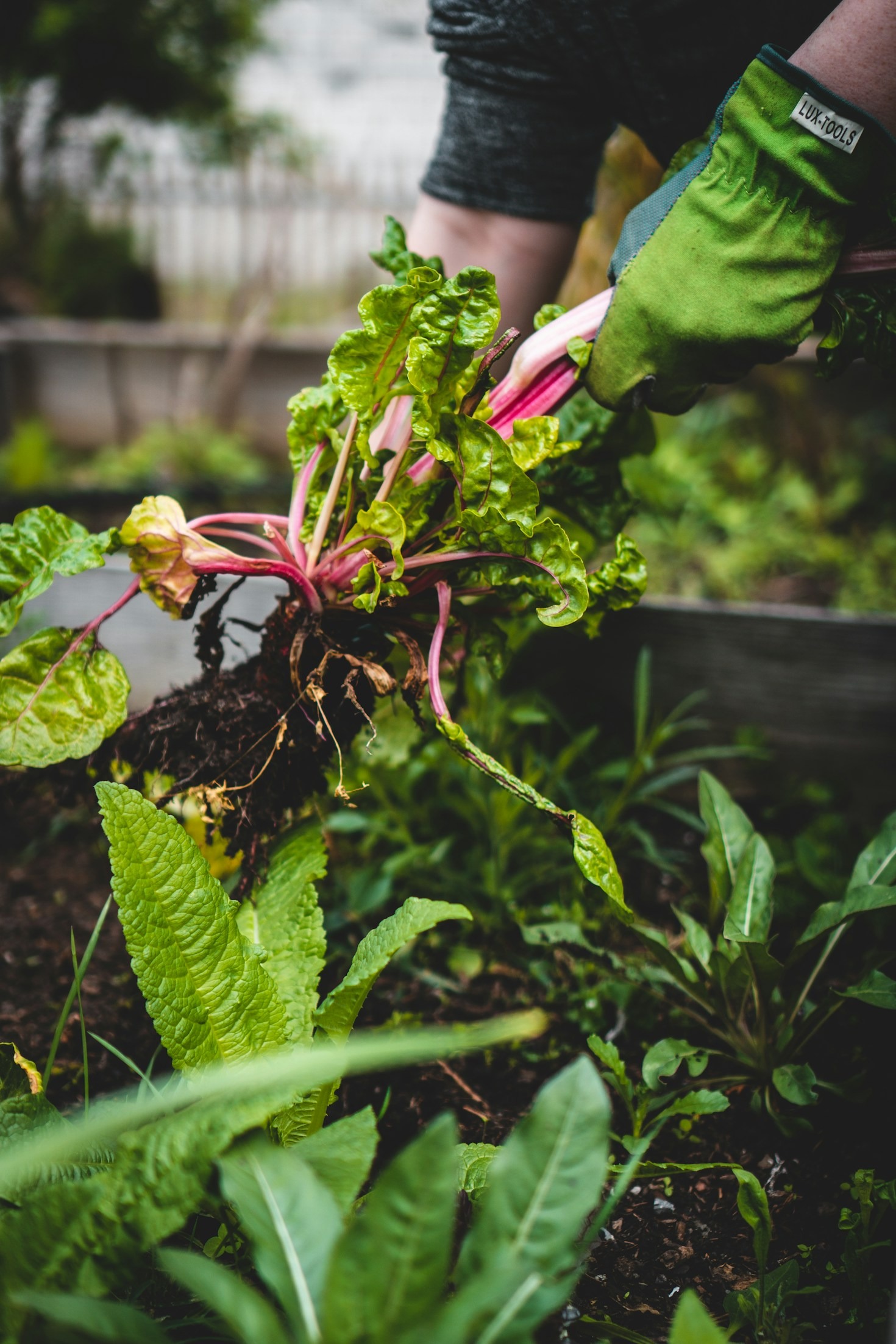 How to Support Local Gardening Initiatives